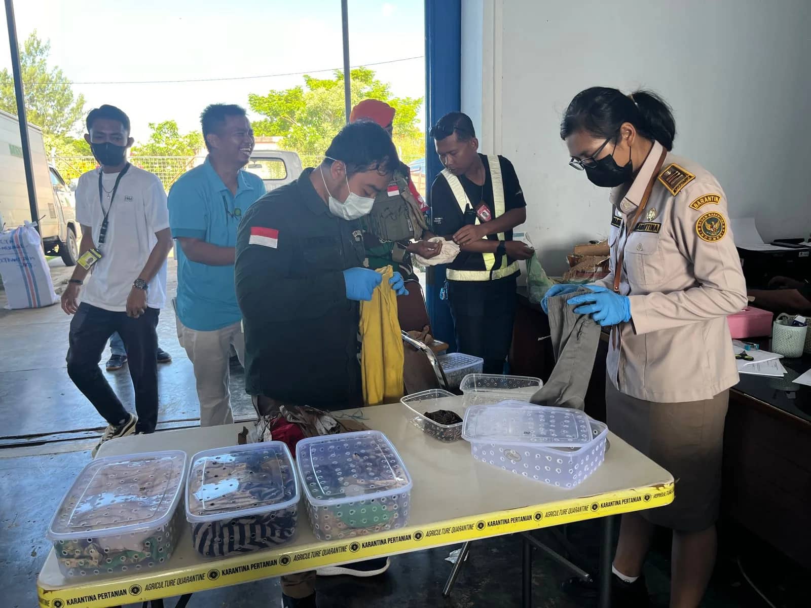 Ilustrasi berita Papua: Ratusan Ekor Kadal Soa Payung dan Biawak Cokelat Nyaris Diselundupkan Melalui Bandar Udara Mopah Merauke