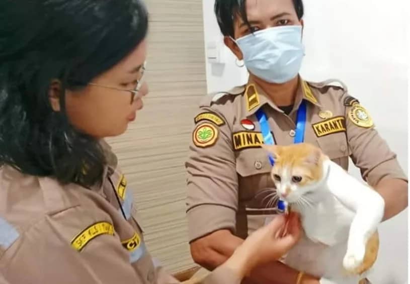 Ilustrasi berita Mimika: Kucing Lokal dan Ayam Kampung asal Timika Dikirim Keluar Daerah