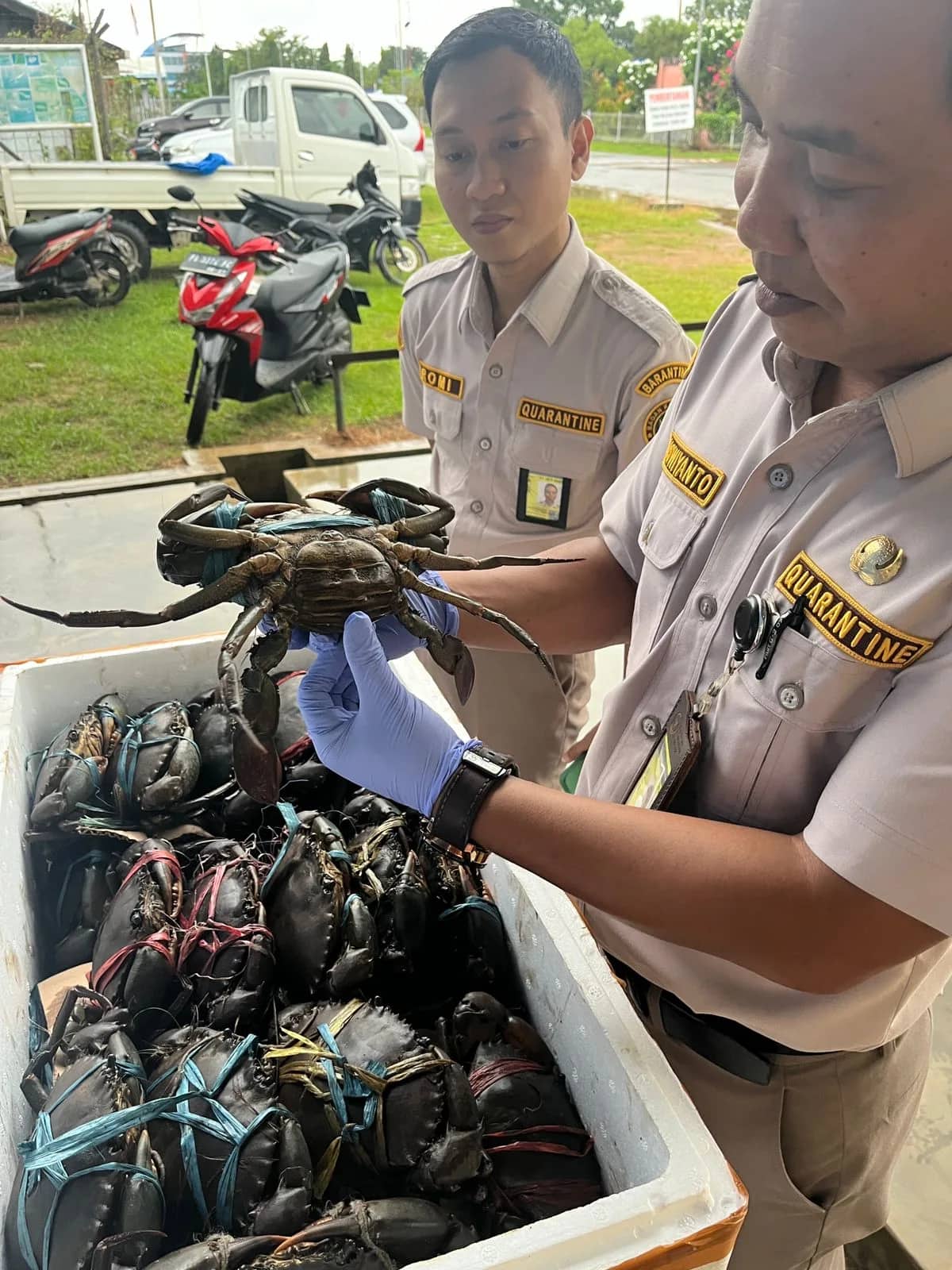 Ilustrasi berita Papua: Antisipasi Wabah Virus WSSV, 275 Ekor Kepiting Bakau Merauke Diperiksa Sebelum Dikirim ke Subang