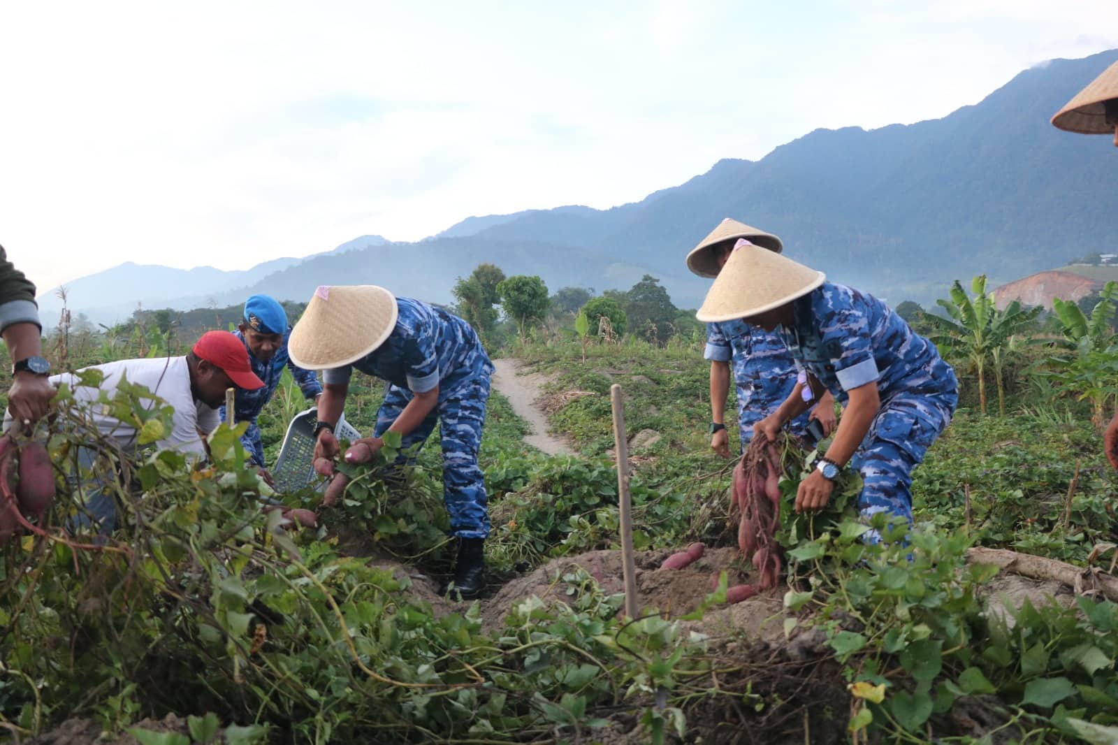 Ilustrasi berita JAYAPURA: Lanud Silas Papare Jayapura Panen Raya Tujuh Hektar Ubi di Lahan Program Ketahanan Pangan