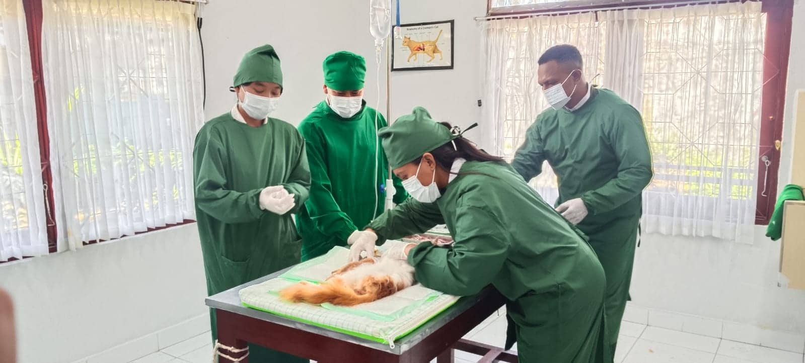 Ilustrasi berita Mimika: Dilengkapi 6 Dokter Hewan, Puskeswan Mimika Buka Layanan Murah untuk Ternak Anjing, Kucing Hingga Satwa Lainnya