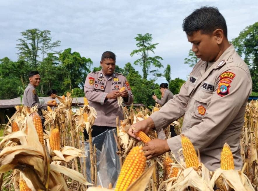 Ilustrasi berita BERITA UTAMA: Polres Mimika Panen 3 Ton Jagung dari Lahan Ketahanan Pangan Seluas Satu Hektar di Mile 32