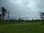 Wow… Ada Kampung Unik di Mimika, Semua Warganya Papua, Bakal Jadi Kampung Wisata Pertanian