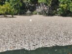Bencana, Ikan-ikan Kecil Ditemukan Mati Mendadak di Perairan Raja Ampat
