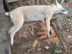 Sejak Awal Tahun, 20 Ekor Anjing Peliharaan Milik Warga SP2 Mati Diracun
