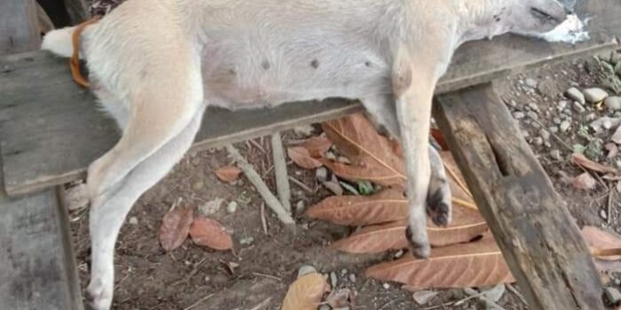 Sejak Awal Tahun, 20 Ekor Anjing Peliharaan Milik Warga SP2 Mati Diracun