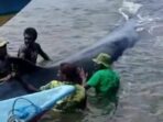 Nelayan dan Warga Selamatkan Paus Raksasa yang Terdampar di Pantai Potowayburu