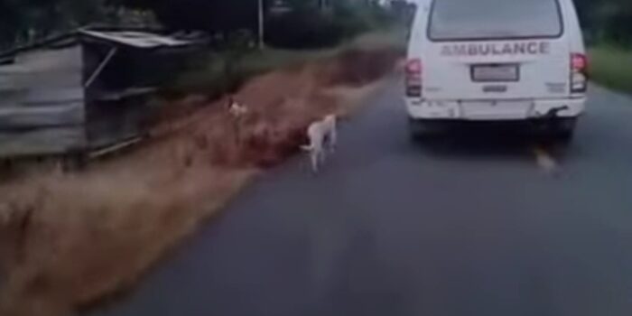 Sang Pemilik Wafat, Anjing Putih Ikuti Mobil Jenazah Hingga ke Peristirahatan Terakhir