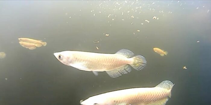 Ratusan Ekor Ikan Arwana Dilepasliarkan ke Perairan Rawabiru Wasur, Merauke
