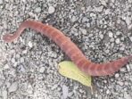 Death adder, ular paling berbisa di Papua yang ditemukan Erick.