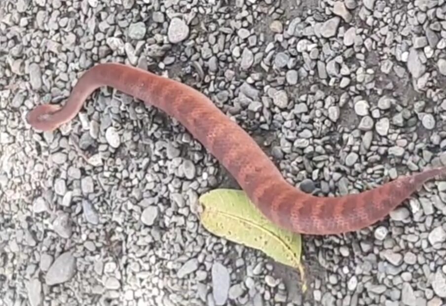 Death adder, ular paling berbisa di Papua yang ditemukan Erick.