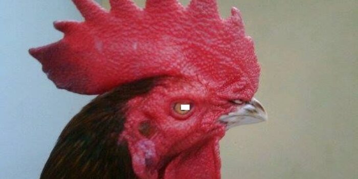 Sunat model baru “Jengger Ayam”, Jadi pilihan untuk kepuasan seksual
