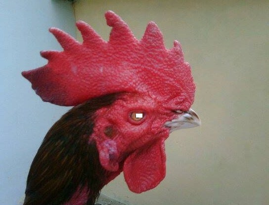 jengger ayam