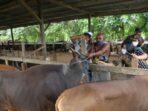 Masih Pandemi, Jumlah Pemesanan Hewan Kurban Menurun, MUI: Tidak Sebanyak Tahun Lalu
