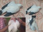 Marak Penjualan Burung “Merpati Hutan” di Pomako, BKSD Diminta Cek Apakah Burung Langka