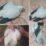Burung merpati hutan yang marak dijual di Pomako
