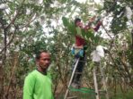 Permintaan Meningkat, Jambu Kristal Ngudi Karyo “Absen” di PON Papua