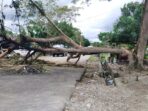 Satu batang pohon besar yang dipotong oleh warga untuk palang jalan, Senin (23/8) sekitar pukul 12.00 WIT.