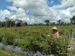 Produk Petani Lokal Tidak Terserap Pasar, Pemda Mimika Diminta Hentikan Pasokan Sayur dari Luar Timika