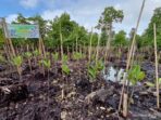 BRGM Merehabilitasi 1.500 Hektare Hutan Mangrove di Papua Barat Selama 2021