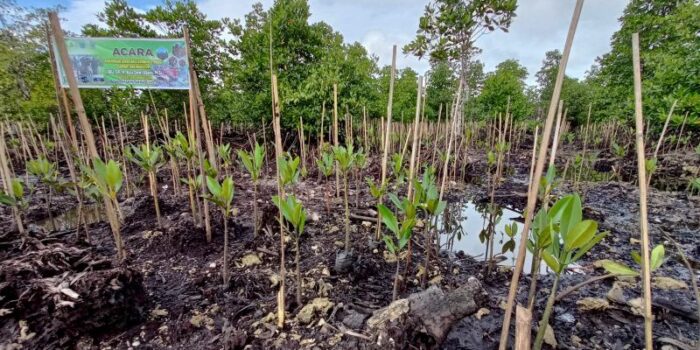 BRGM Merehabilitasi 1.500 Hektare Hutan Mangrove di Papua Barat Selama 2021