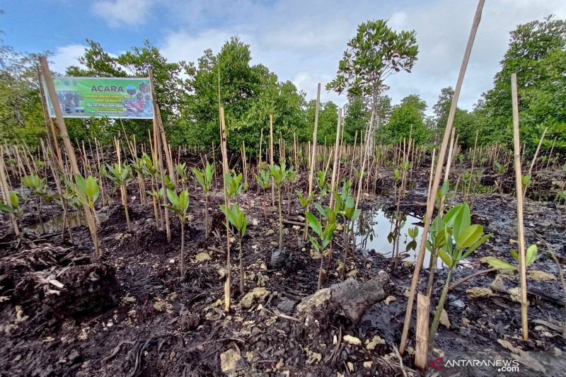 Penanaman bibit mangrove telah dilakukan di sekitar 50 hektare kawasan hutan mangrove di Kampung Maibo, Kabupaten Sorong, Provinsi Papua Barat.