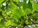 Teh Produksi Timika ini Banyak Dicari Para Perokok Aktif, Apa Sih Kegunaan Daun Mangrove Acanthus?