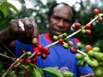 Kiwirok, Kopi Dengan Cita Rasa Khas Tanah Papua