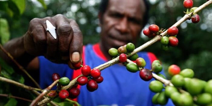 Kiwirok, Kopi Dengan Cita Rasa Khas Tanah Papua