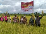 Kapolres Mappi AKBP Damianus Dedy Susanto, SIK, SH, MH menggelar panen raya di lahan sawah milik mama Papua.
