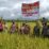 Kapolres Mappi AKBP Damianus Dedy Susanto, SIK, SH, MH menggelar panen raya di lahan sawah milik mama Papua.