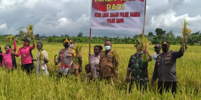 Kapolres Mappi Ikut Panen Raya Padi di Lahan Sawah Seluas 10 Hektare Milik Mama Papua