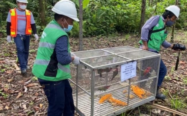 Sebanyak 15 ekor burung Kasturi Kepala Hitam dibawa kedalam hutan untuk dilepasliarkan ke habitat alam di hutan Kuala Kencana