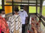 Mensos Risma Dirikan 10 Peternakan Ayam di Kabupaten Asmat
