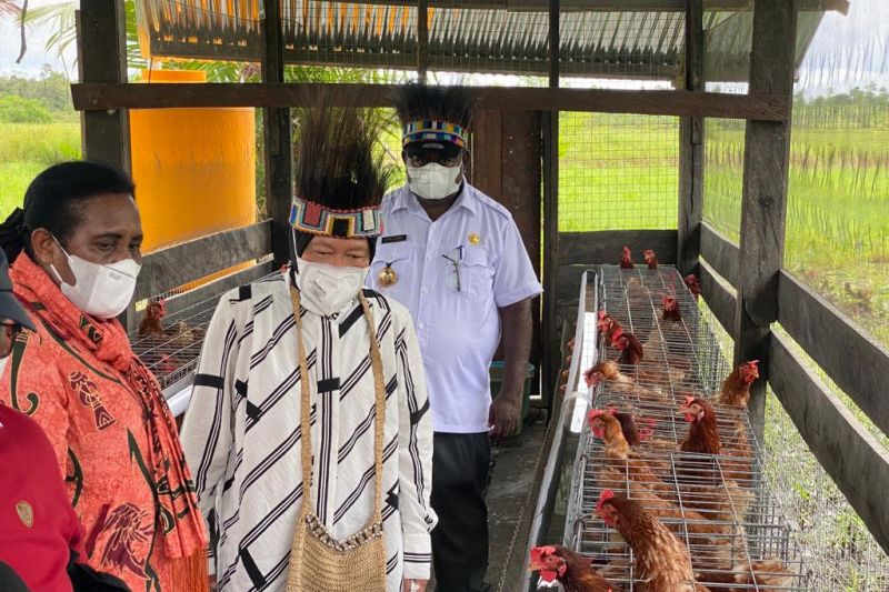Menteri Sosial Tri Rismaharini meninjau salah satu kandang ayam bantuan Kemensos di Kampung Amagais, Distrik Der Komur, Kabupaten Asmat, Papua, Kamis (11/11/2021