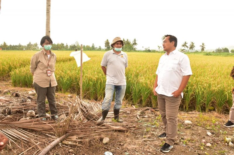 Kepala Biro Humas dan Informasi Publik Kementerian Pertanian Kuntoro Boga Andri (kanan) saat mengunjungi lahan budidaya padi untuk sumber benih di Kampung Koya Barat, Distrik Muara Tani, Kota Jayapura, Jumat (12/112021).