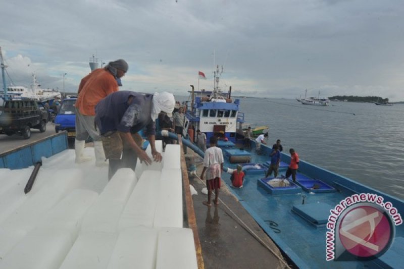 Arsip Foto. Pekerja membongkar balok-balok es untuk mengawetkan ikan tangkapan nelayan di Pelabuhan Ikan Sorong, Papua Barat.