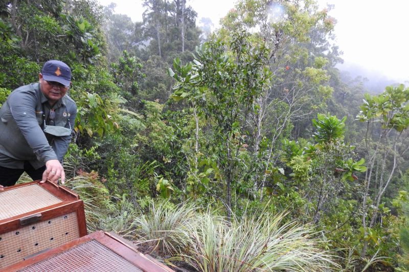 Proses pelepasliaran empat ekor burung endemik Papua di Hutan Nyei Toro, Pasir VI, Distrik Ravenirara, Kabupaten Jayapura, Papua pada Sabtu (18/12/2021)