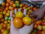Harga tomat kian melambung
