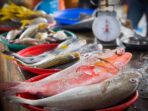 Foto: Ist/ikan di pasar yang siap dijual