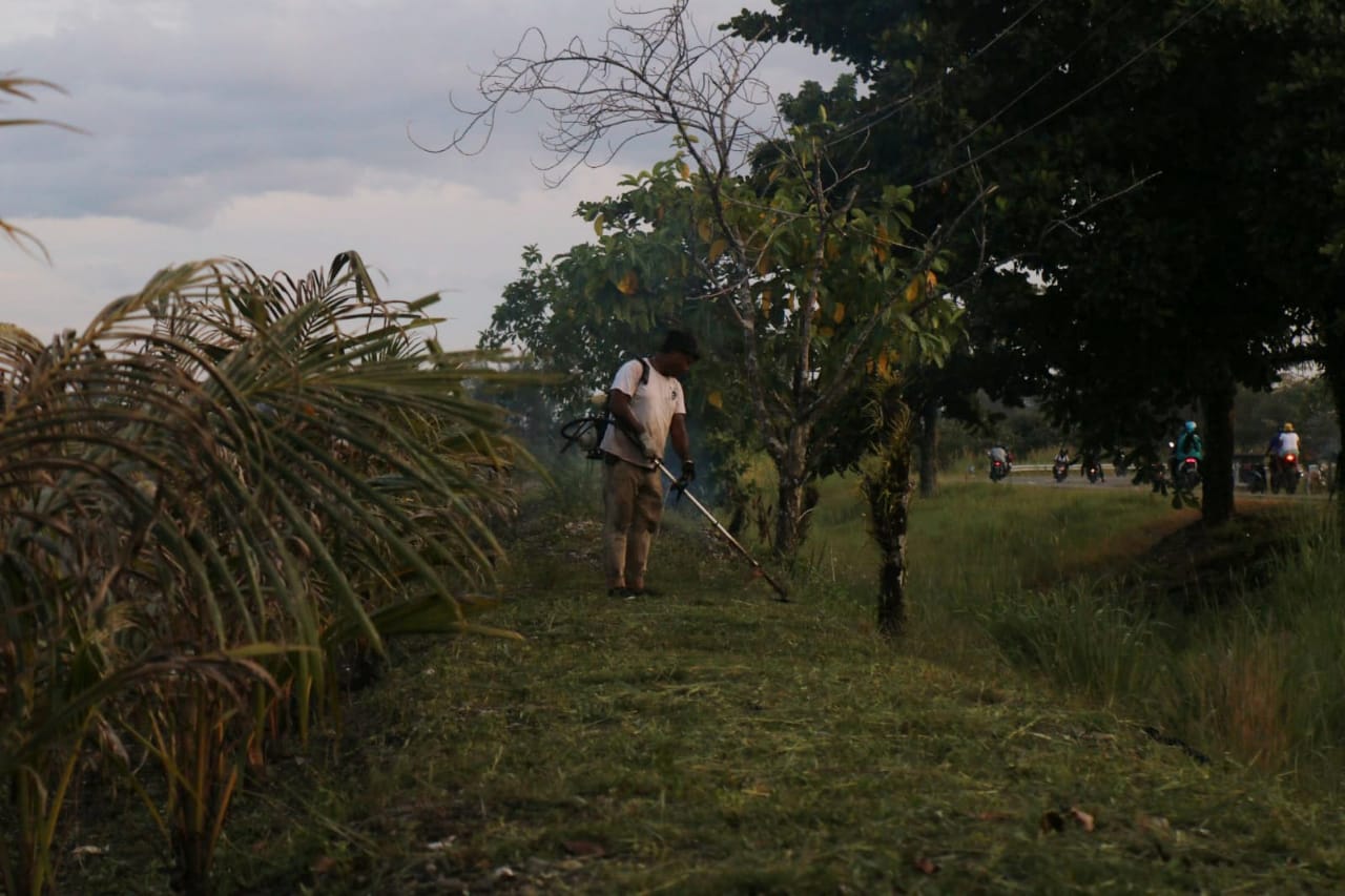 Yahya Diah sedang membesihkan rumput.