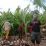 Salahsatu program kolaborasi pengembangan perkebunan kelapa antara PTFI dan Pemda Mimika di Distrik Mimika Timur Jauh.