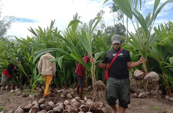 Salahsatu program kolaborasi pengembangan perkebunan kelapa antara PTFI dan Pemda Mimika di Distrik Mimika Timur Jauh.