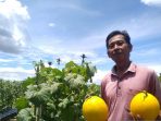 Samin, salah satu petani di Kelurahan Wonosari Jaya-SP4 Timika memegang buah melon yang dipanen dari lahannya.