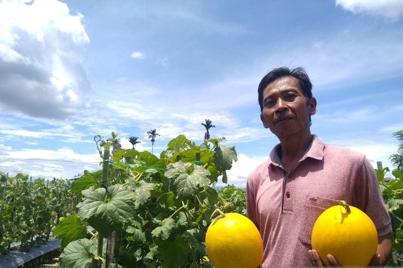 Samin, salah satu petani di Kelurahan Wonosari Jaya-SP4 Timika memegang buah melon yang dipanen dari lahannya.