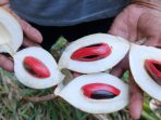 Varian biji pala yang paling dikenal biasanya berasal dari Pulau Banda, Maluku, namun sebetulnya terdapat varietas berkualitas tinggi lainnya, yaitu pala yang berasal dari Fakfak, Papua Barat.