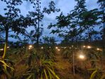 Electrifying Agriculture PLN, Dukung Pengembangan Agrowisata Petik Buah Naga Manokwari