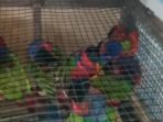 Kurangnya pengawasan, Satwa Endemik dari Sejumlah Distrik di Kabupaten Mimika Bebas Diperjualbelikan