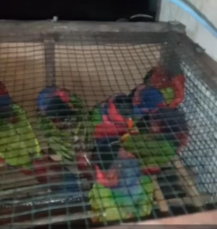 Nuri Kepala Hitam (Lorius Lory) yang diperjual belikan dari Distrik Jita, Mimika Timur Jauh ke Timika