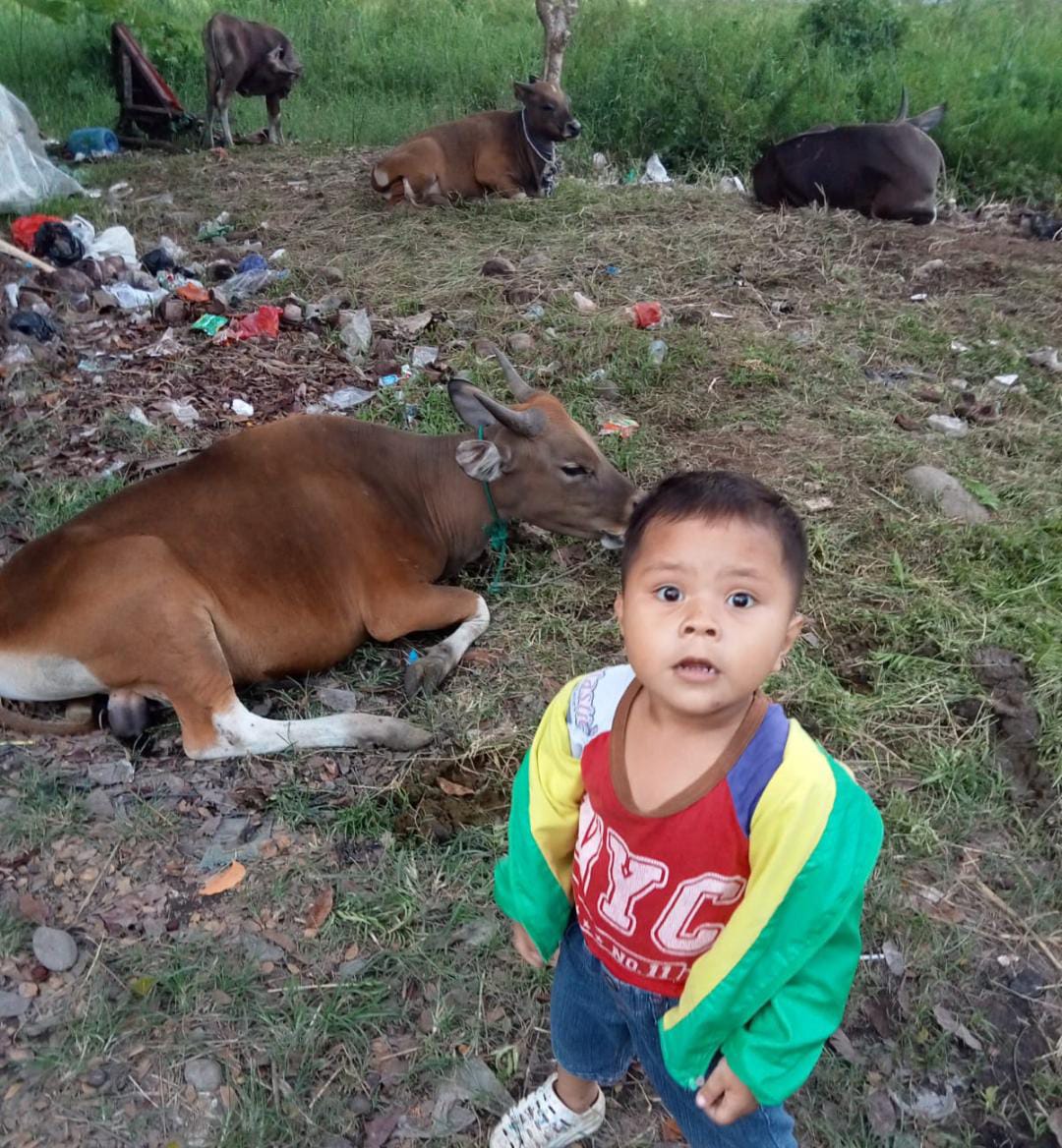 Seorang bocah foto depan sapi kurban.